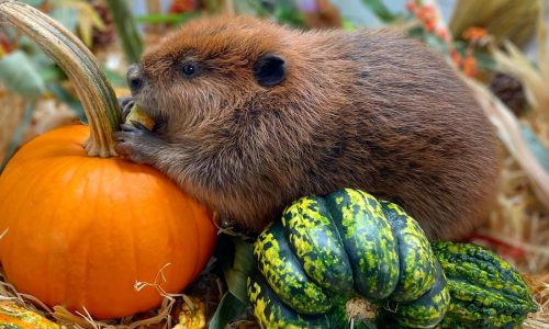 Battenfeld: Maura Healey saves Nibi the beaver, but still can’t solve migrant crisis