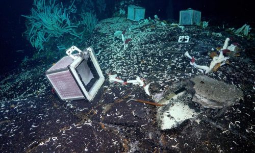 Tubeworms, snails and other weird creatures found under the seafloor