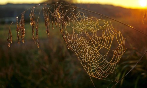 Old Halloween traditions that have all but vanished