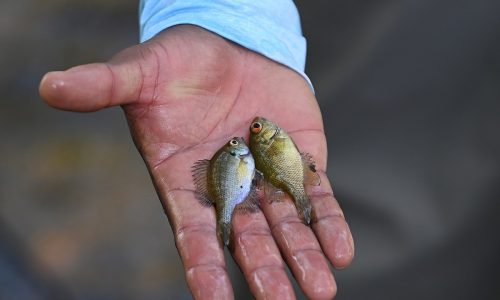 Stalking a pollutant: Researchers comb river for secrets of Great Lakes microplastics