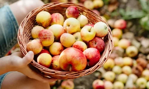 Your Guide to the Best Apples for Baking, Cooking, and Snacking