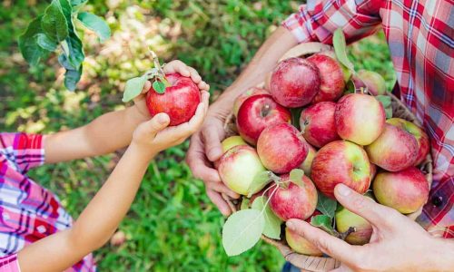 Beyond apple pie: Creative ways to use your apple haul this year