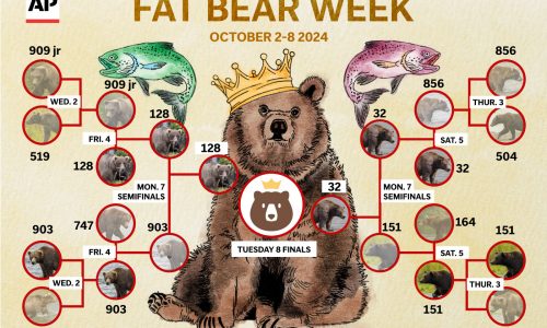 Which chunk will win Alaska’s Fat Bear Week contest?