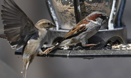 St. Paul and Minneapolis bird alliances drop ‘Audubon’ from their names