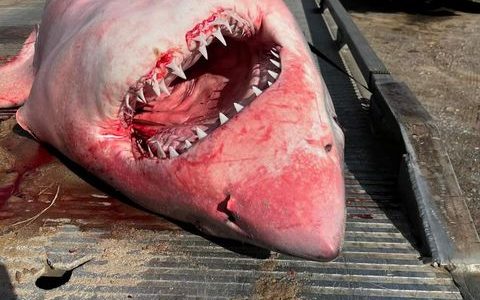 White shark washes up dead on Cape Cod beach: ‘Not one of our typical calls for service’