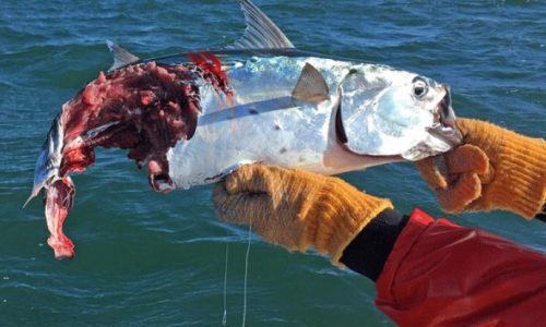 Has a shark, seal, or other predator snagged your hooked fish? Massachusetts researchers want to know