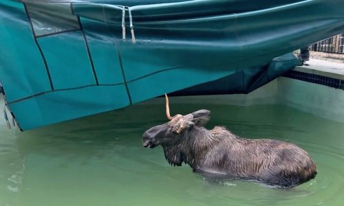 Going for a dip: Bedford, NH Police, Fire respond to moose in swimming pool