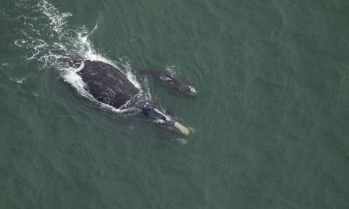North Atlantic right whale population actually increases, but ‘threats from vessel strikes and entanglement’ remain