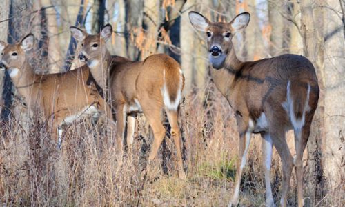 Minnesota deer season predictions vary between northeast, northwest parts of state