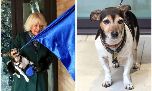 Royal family announces death of Queen Camilla’s dog Beth