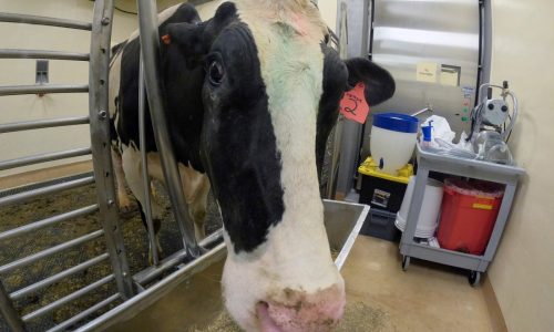 Asymptomatic people may carry avian flu