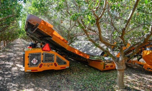 Going green: Pistachio boom taking hold in California 