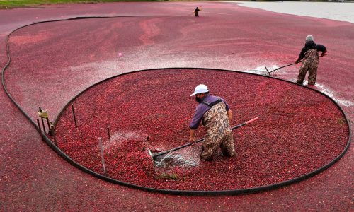 Crimson crop report: From Bay State bogs to the Thanksgiving table, cranberry growers float a good haul
