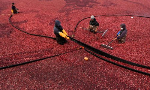 Those Thanksgiving cranberries may be from a bog in Massachusetts