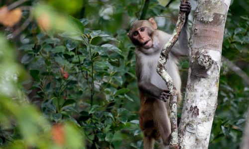 2 more escaped monkeys recaptured and enjoying peanut butter and jelly sandwiches in South Carolina