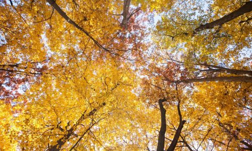 For brilliant foliage, look no further than native trees