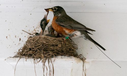 Views on garden insects are changing. Why many former ‘pests’ are now valued