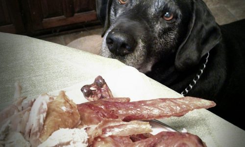 What can Fido have at Thanksgiving feast?