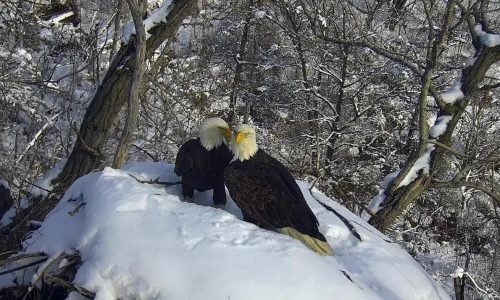 New eagle camera is going live in Minnesota to the delight of global viewers