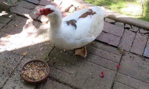 Sunday Bulletin Board: Her Mitzi kept popping up — always a loser, never a gainer!