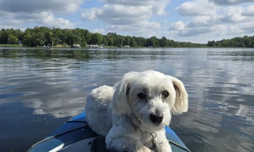 3 attacks, 1 fatal, and no action: Who is responsible for GiGi the dog’s demise?