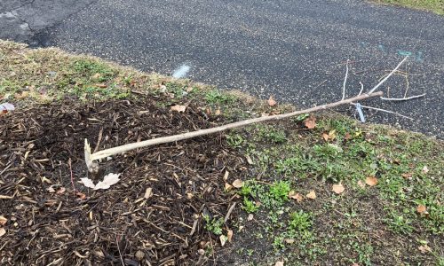 60 newly planted trees along St. Paul’s Shepard Road uprooted or damaged in ‘senseless’ act of vandalism