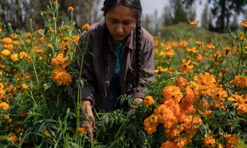 Mexico City’s floating gardens have fed people for hundreds of years; now they’re threatened
