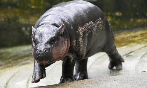 Thailand’s baby pygmy hippo Moo Deng now has an official song in 4 languages