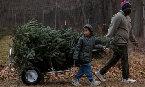 ‘Tis the season: Gathering Christmas trees (Photos)