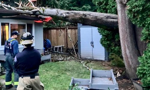 ‘Bomb cyclone’ knocks out power to over 600,000 and downs trees across northwest US, killing 1