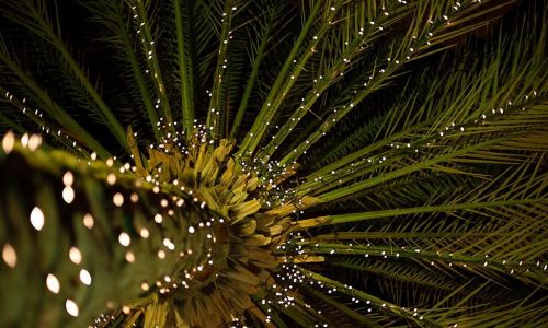 Add a tropical twist with the best Christmas palm trees