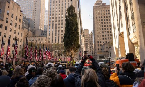 Massachusetts Norway Spruce arrives in NYC as Rockefeller Center Christmas Tree