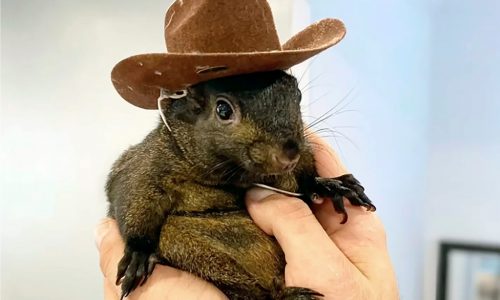 Animal headliners: Squirrel influencer euthanized in New York, bat wins beauty contest