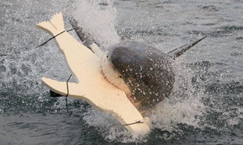 Could surfboard lights prevent great white shark bites? ‘Like an invisibility cloak’