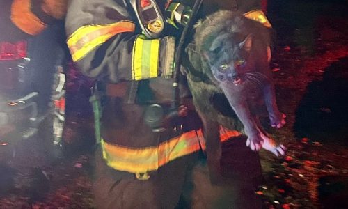 4 cats and a dog rescued from Westboro house fire