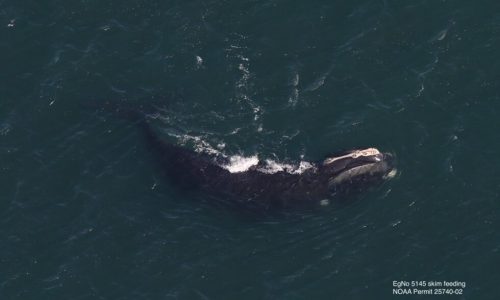 First right whales of season gorge on critical food off Massachusetts, giving hope for a strong year