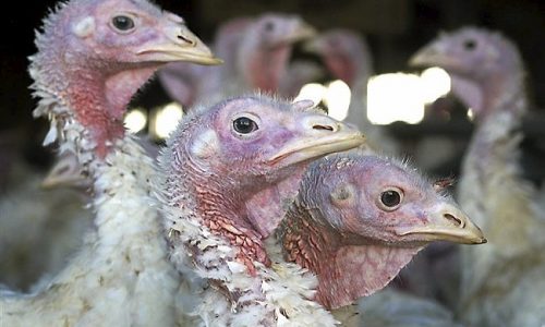 Lisa Jarvis: Bird flu is about to crash flu season. It could get ugly