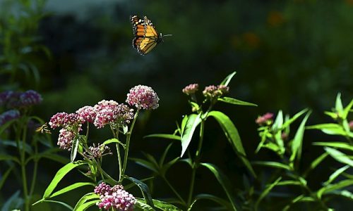 Research finds widely used insecticide is common in shallow ground water across Minnesota