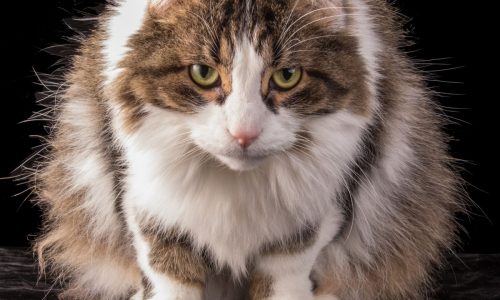 Finding right weight-loss plan for cat