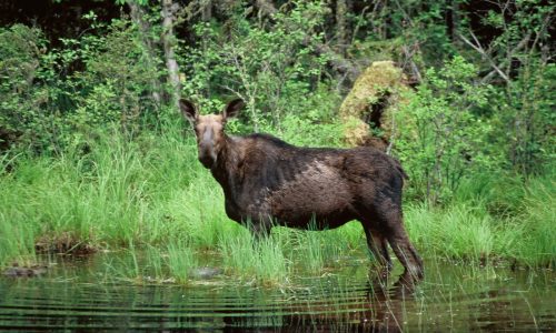 Forest Service to buy more than 6,200 acres in Superior National Forest from conservation group