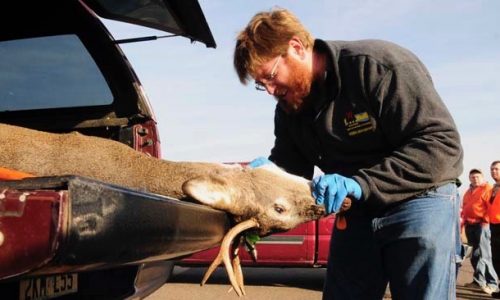 For first time, chronic wasting disease confirmed in deer in western Minnesota