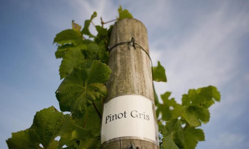 Don’t shun pinot grigio! The good versions of wines you think are bad