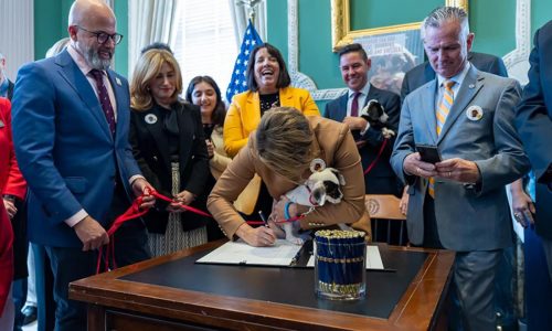 Lack of doggie day care rules leaves many pet owners in the dark