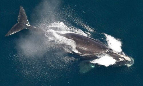 Moir: Everyday actions can help boost right whales