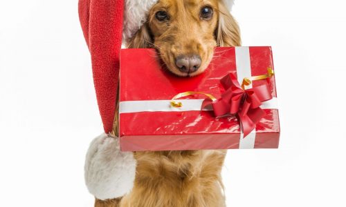 How to keep puppy safe at Christmas