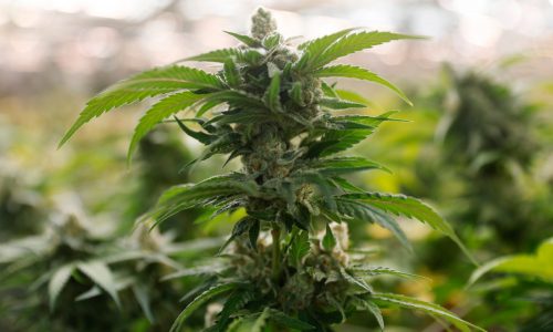 ‘Social consumption’ pot bars coming to Massachusetts … eventually