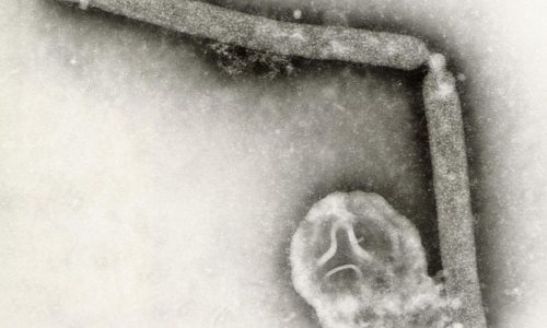 Bird flu virus likely mutated within a Louisiana patient, CDC says
