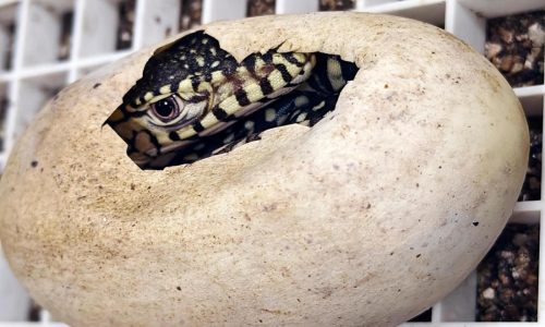 LA Zoo hatches first-ever perentie lizards, one of largest lizard species in the world