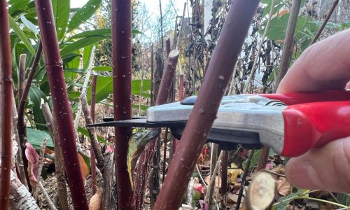 Want more shrubs? How to make new ones with hardwood cuttings