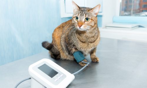 Can spayed cat still go into heat?